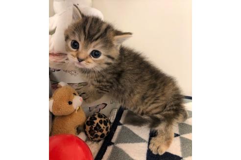 成約済の大阪府のマンチカン-6497の3枚目